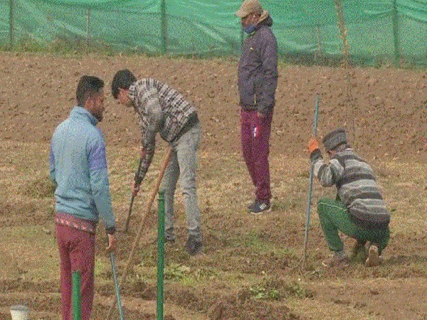 Sowing process of Tulip bulbs at Srinagar's Tulip Garden (Photo/ANI)