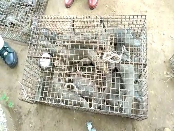 Around 50 iguanas were recovered by Forest department on Monday from Machilipatnam fish market (Photo/ANI)