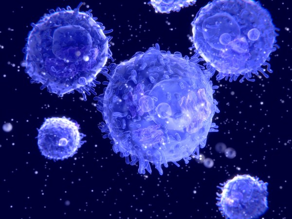 Nuclear stress bodies probably function to fine-tune gene expressions by rapidly restoring the proper levels of intron-retaining messenger RNAs as the cell recovers from stress.