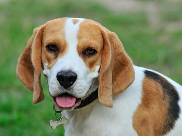 The pet can range from being a chicken to a sheep, depending on what the family usually likes it on its plate.