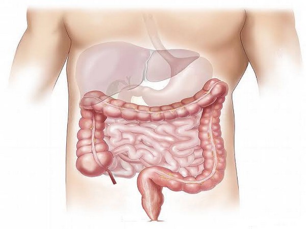 The propulsion of intestinal contents is controlled by millions of neurons within the wall of the gut, known as the enteric nervous system.