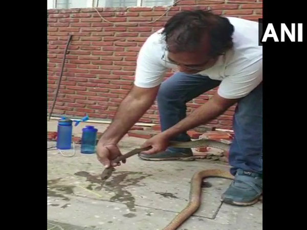  Sher Singh, an Income-Tax officer, rescued a snake, which had pesticide thrown on it