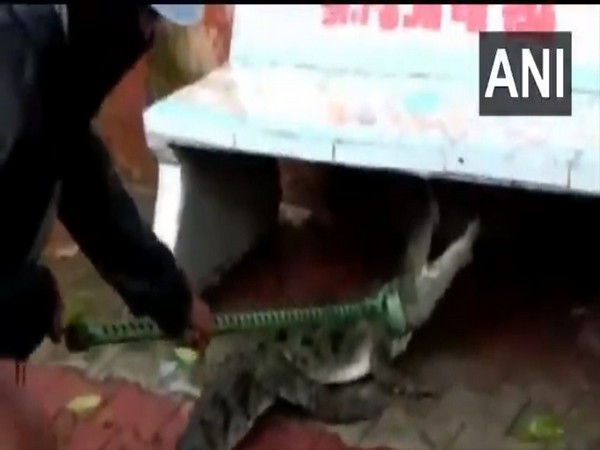 A four to five foot crocodile was rescued from under a park bench in Rajamahal Road in Vadodara