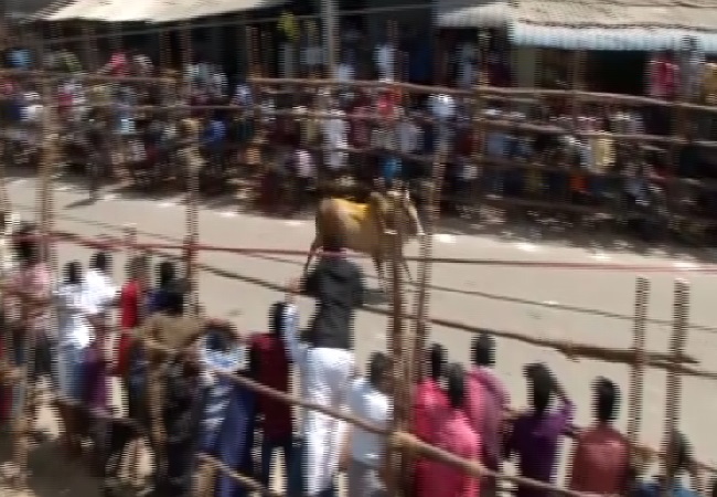 Jallikattu event in Madurai, Tamil Nadu on Wednesday. 