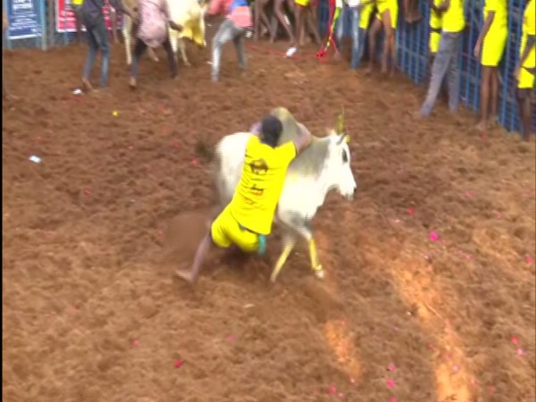 A bull tamer taming a bull at Avaniyapuram in Madurai district on Friday (Photo/ANI)