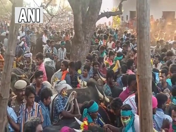 Visual from the Jallikattu competition in Madurai in Tamil Nadu (Photo/ANI)