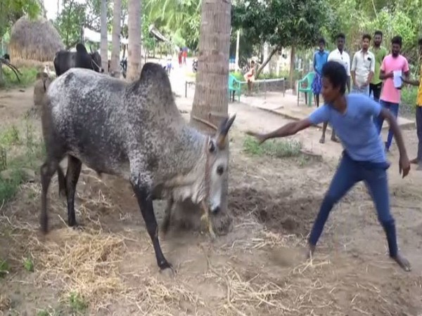 A man trying to tame a bull in Trichy on Wednesday. (ANI/pictures)