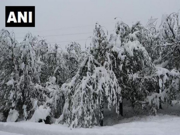 Heavy snowfall has adversely affected produce in several apple orchards in the region. Photo/ANI