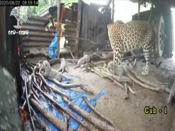 A leopard in Nashik gave birth to four cubs.