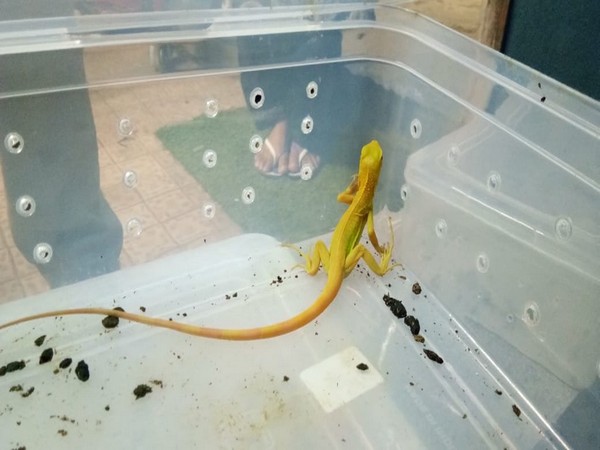 One of the recovered lizards (ANI).