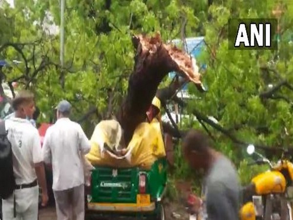 An auto was damaged after a tree fell on it in Delhi. (ANI/photo)