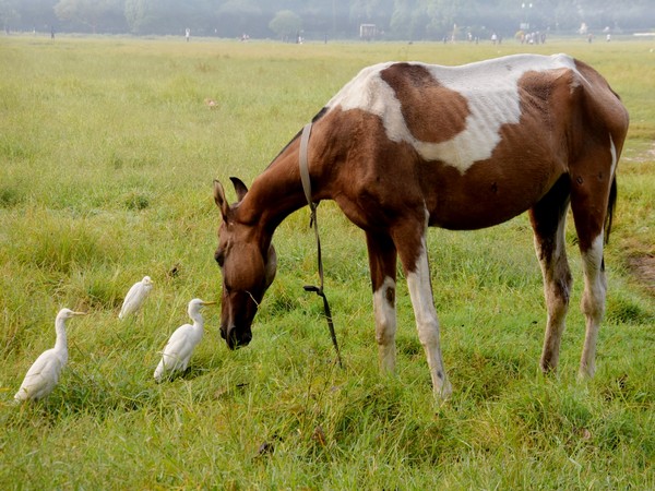 Representative Image {Photo/ANI)