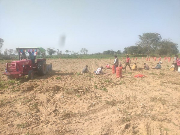 Farmers working in a potato field in Farukkabad, UP. (Photo/ANI)