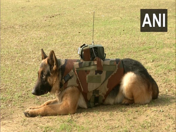 An Army dog fitted with the latest gadget.