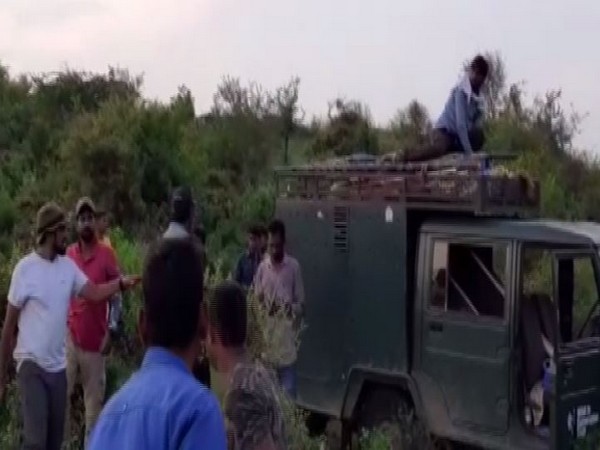 The officials of Ranthambore Wildlife Sanctuary caught a tiger on the loose from the Satora area of Rajasthan's Karauli on Wednesday. Photo/ANI