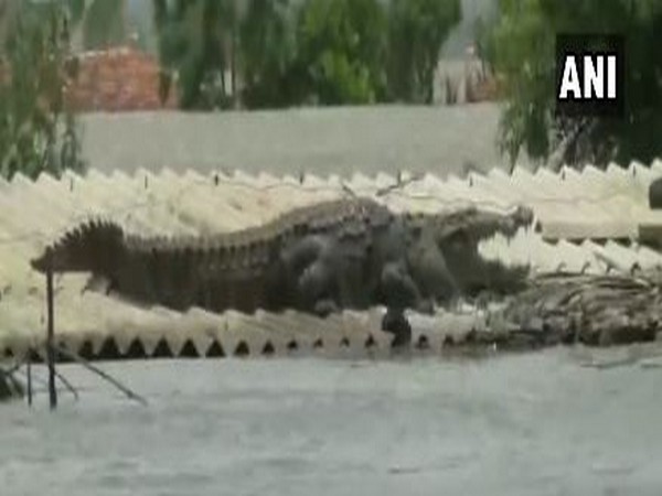 Crocodile spotted on a roof top in one of the flood-affected areas in Karnataka on Sunday. Photo/ANI