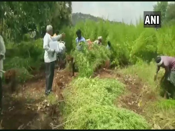 A team of Rampura Police have seized a four-acre land that was being used to illegally grow marijuana. (Photo/ANI) 
