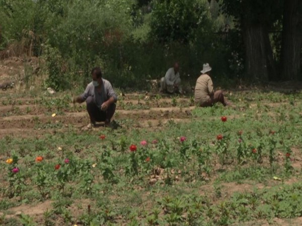 A floriculture park revives in Srinagar [Photo/ANI]