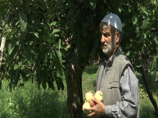 Apples are ready to hit the market and growers are expecting good returns over it in Kashmir. (Photo/ANI)