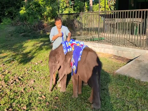 Baby elephants being given blankets in Kaziranga zoo.