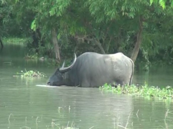 Flood-affected Pobitora Wildlife Sanctuary. (Photo/ANI)