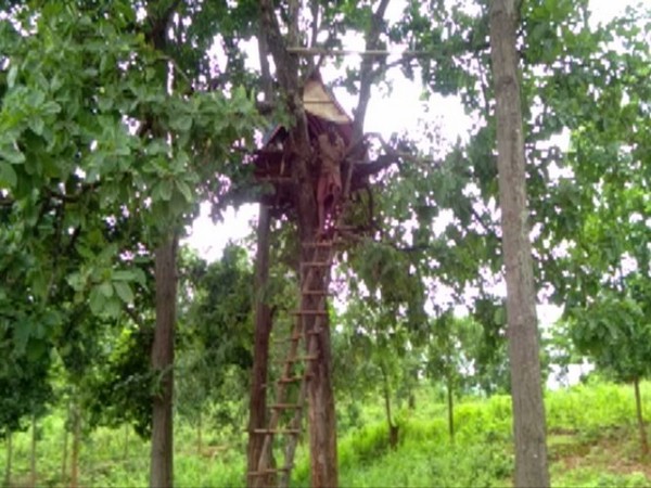Sudya Mahakud,a resident of Kusumita village in Keonjhar district,is staying atop a tree on a temporary structure to remain safe from the wild elephants. 