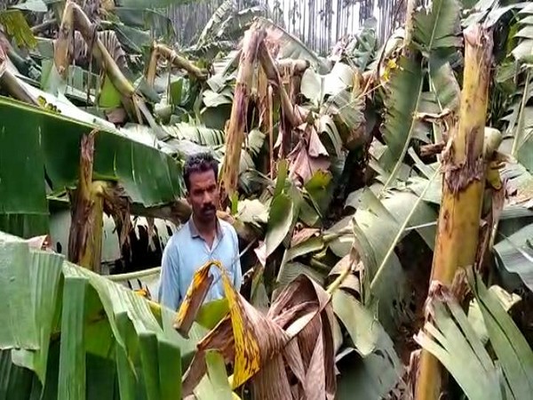 A banana plantation destroyed due to heavy rains in Wayanad district of Kerala. Photo/ANI
