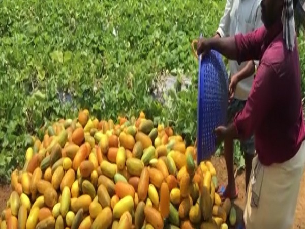 Kerala Farmers face issues in selling cucumbers and watermelons amid COVID-19 lockdown. Photo/ ANI
