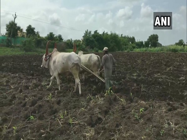 Farmers in Nashik district of Maharashtra sowing Kharif crops. (Photo/ANI)