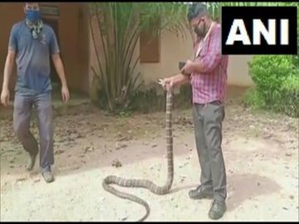 The King Cobra rescued in Ganjam, Odisha (Photo/ANI)