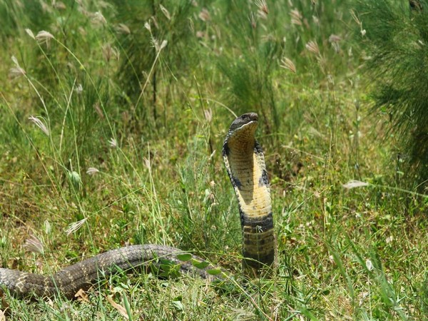 A 15-feet-long king cobra was released into Cherukupalli Reserved Forest on Monday after being rescued from Tammadapalli village of Visakhapatnam.