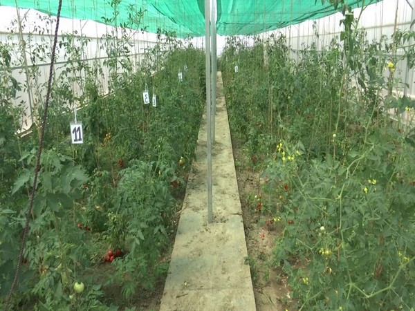 Students of SKUAST experiment on hybrid tomatoes. (Photo/ANI)