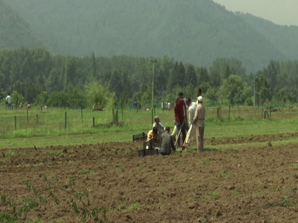 Visual of Indira Gandhi Memorial Tulip garden at Cheshmashahi in Srinagar (Photo/ANI)