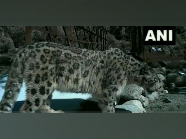 The leopard spotted in Uttarakhand. (Photo/ANI)