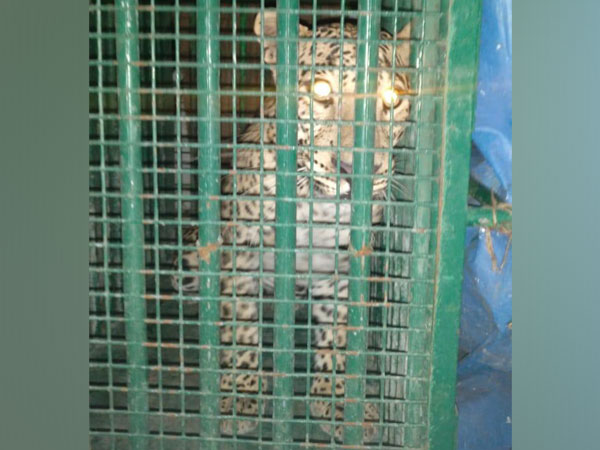 Leopard captured by forest officials from ICRISAT campus. Photo/ANI
