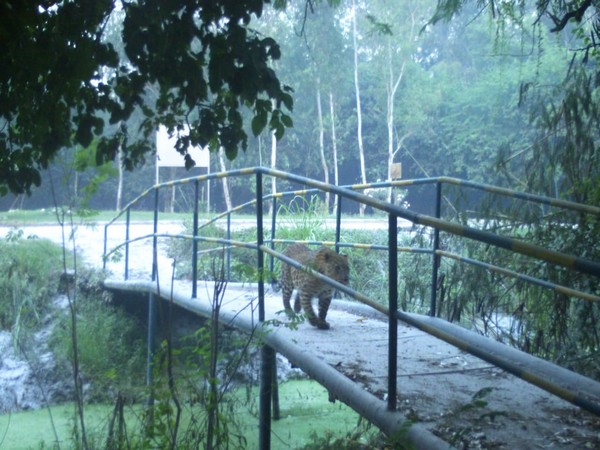 A leopard was captured at NTPC plant's CCTV footage in Greater Noida. (Photo/ANI)