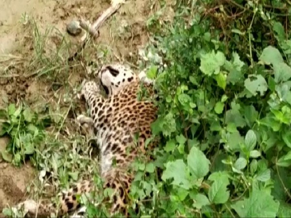 The injured leopard in the Falakata area of Alipurduar in West Bengal on Monday. Photo/ANI