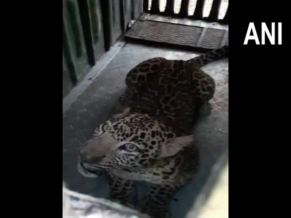 Leopard captured by forest officials in Nashik. (Photo/ANI)