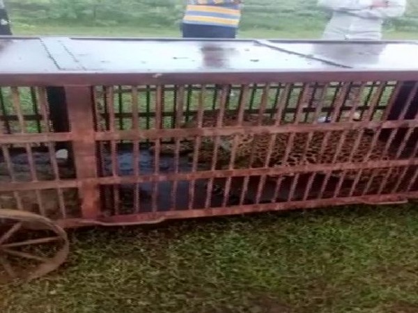 Leopard rescued from residential area in Bhilwara in Rajasthan  Photo/ANI