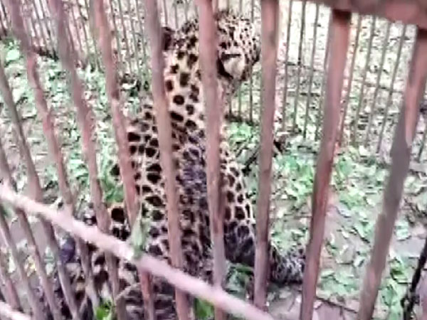 Visuals of leopard rescued at Jalan Tea Estate under Dibrugarh Range