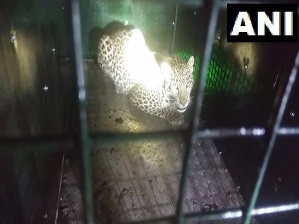 A leopard was rescued by the Forest Department in Shimla. (Photo/ANI)