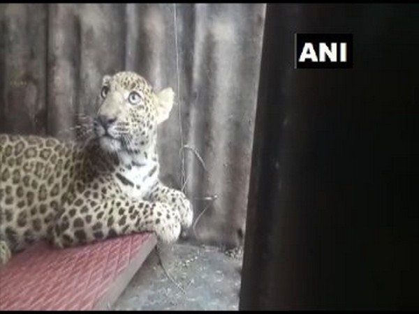 A visual from the spot where the leopard was captured. 