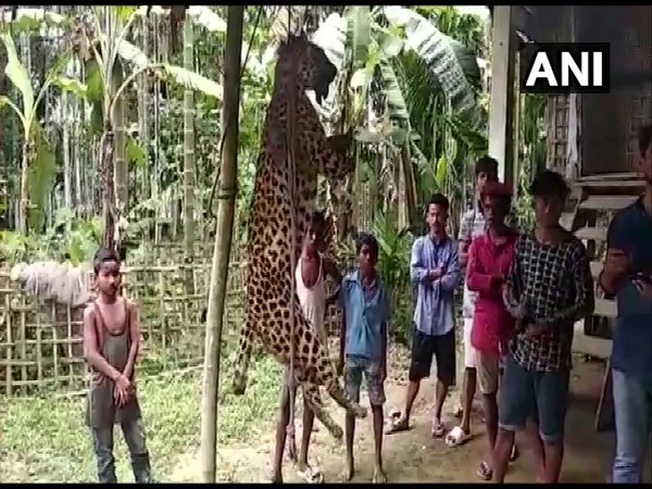 A leopard was killed, its tail and paws severed, and strung on a pole in Assam's Charaideo district. Photo/ANI 
