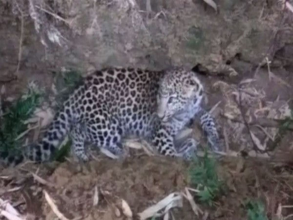  Leopard found in Dibrugarh district on Sunday. Photo/ANI
