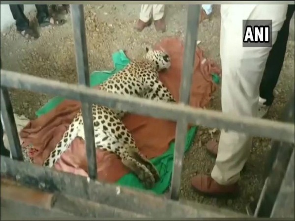 The leopard which was caught and killed by the villagers. Photo/ANI
