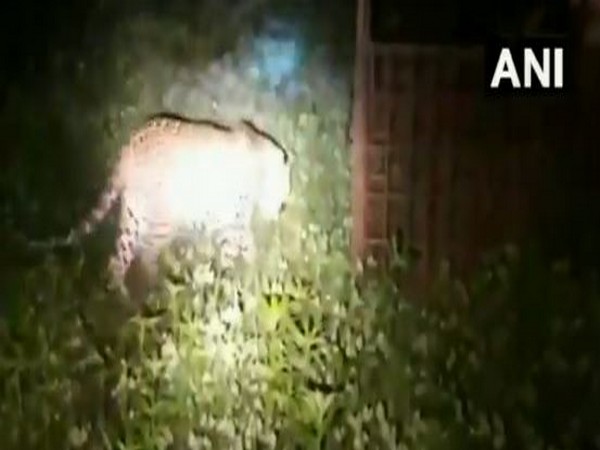 The officials of Forest Department captured an injured leopard near Kampel village of Indore. (Photo/ANI)