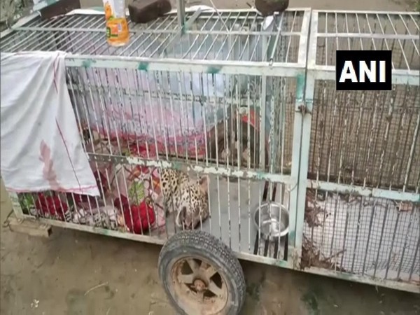 Leopard has been captured and sent to a veterinary hospital. (Photo/ANI)
