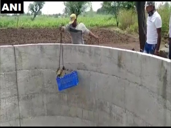 Leopard cub rescued from well in Pune
