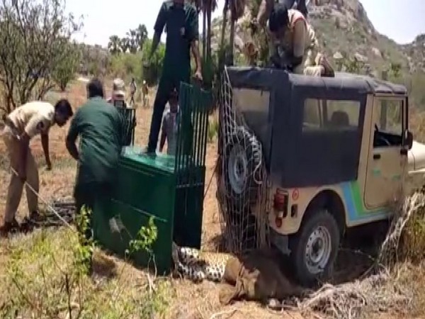 Visual of officials attempting to rescue the leopard in Telangana. Photo/ANI