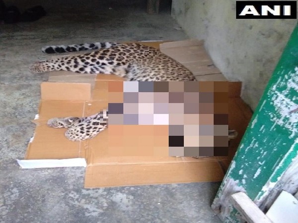 Carcass of the alleged man-eater leopard in Pithoragarh, Uttarakhand.